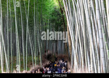 Arashiyama Bambuswald, April 2023, Touristenbesucher, die durch den berühmten Bambushain, Kyoto, Japan, Asien spazieren Stockfoto
