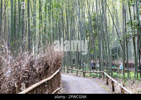 Arashiyama Bambuswald, April 2023, Touristenbesucher, die durch den berühmten Bambushain, Kyoto, Japan, Asien spazieren Stockfoto