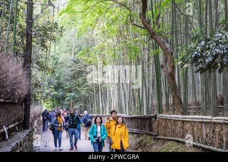 Arashiyama Bambuswald, April 2023, Touristenbesucher, die durch den berühmten Bambushain, Kyoto, Japan, Asien spazieren Stockfoto