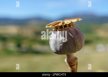 Nahaufnahme eines Opiummohnkopfes (Papaver somniferum), gemeinhin als Opiummohn bekannt Stockfoto