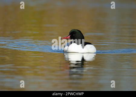 Gänsehunde (Mergus merganser) ausgewachsener männlicher Vogel auf einem See, England, Vereinigtes Königreich Stockfoto