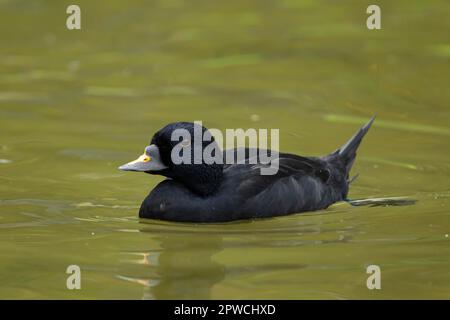 Scoter (Melanitta nigra) ausgewachsener männlicher Vogel auf einem See, England, Vereinigtes Königreich Stockfoto