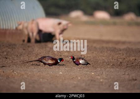 Gemeiner Fasan (Phasianus colchicus) zwei ausgewachsene männliche Vögel auf einem Schweinefeld auf dem Ackerland, Suffolk, England, Vereinigtes Königreich Stockfoto