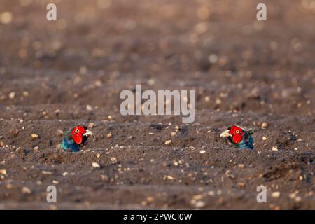 Gemeiner Fasan (Phasianus colchicus) zwei ausgewachsene männliche Vögel auf einem gepflügten Ackerland, Suffolk, England, Vereinigtes Königreich Stockfoto