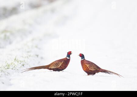 Gemeiner Fasan (Phasianus colchicus) zwei ausgewachsene männliche Vögel auf einem schneebedeckten Ackerland, Suffolk, England, Vereinigtes Königreich Stockfoto