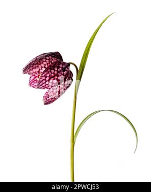 Nahaufnahme der Schönheit Lila Blumen auf weißem Hintergrund (Fritillaria meleagris) Stockfoto