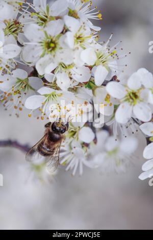 Close Up of Honey Bee Apfelbaum im Frühjahr mit weißen Blüten Stockfoto