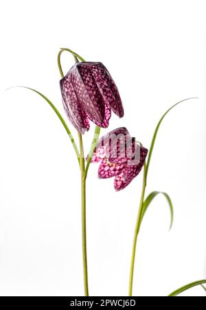 Nahaufnahme der Schönheit Lila Blumen auf weißem Hintergrund (Fritillaria meleagris) Stockfoto