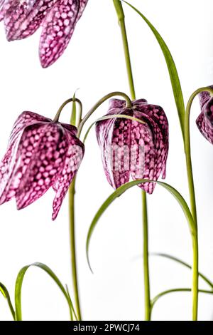 Nahaufnahme der Schönheit Lila Blumen auf weißem Hintergrund (Fritillaria meleagris) Stockfoto