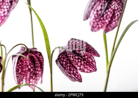 Nahaufnahme der Schönheit Lila Blumen auf weißem Hintergrund (Fritillaria meleagris) Stockfoto