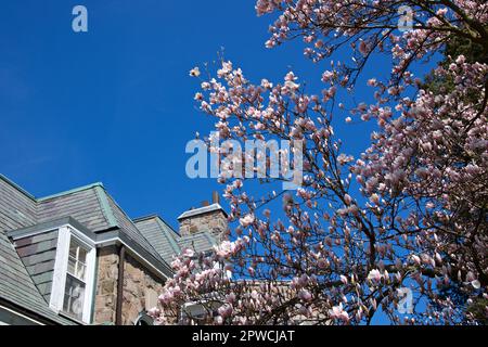 Wunderschöne hellrosa Magnolienblumen an einem sonnigen Tag Stockfoto