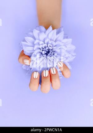 Draufsicht auf Ernte unkenntlich weiblich mit blühenden Blume demonstriert stilvolle gepflegte Maniküre auf violettem Hintergrund. Farbe von 2022 Jahr, sehr peri Stockfoto
