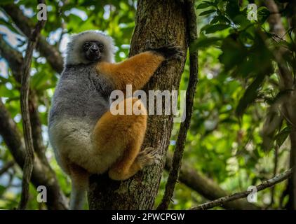 Diademische Sifaka (Propithecus diadema) in den Regenwäldern von Andasibe in Ost-Madagaskar Stockfoto