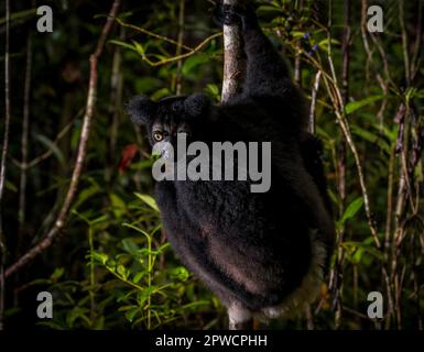 Indri (Indri indri) Lemur im Regenwald von Andasibe im Osten Madagaskars Stockfoto