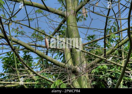 Die weinbauchähnlichen Fusselsamen, die an den Baumwoll-Ästen hängen. Stockfoto