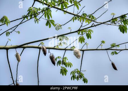 Die weinbauchähnlichen Fusselsamen, die an den Baumwoll-Ästen hängen. Stockfoto