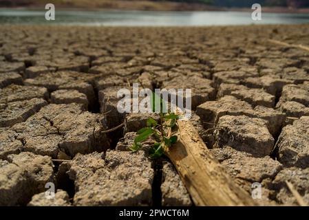 Eine Pflanze wächst zwischen trockenen Festklumpen am Sau-Wasserreservoir. Die Wasserreservoirs, eine der wichtigsten Wasserquellen der spanischen Region Katalonien und insbesondere der Stadt Barcelona, sind nach Angaben der katalanischen Wasserbehörde zu 6 % ausgelastet, während die Wasserreservoirs der Region zu 27 % ausgelastet sind. Die die lokale Regierung gezwungen hat, Maßnahmen gegen die Wasserknappheit zu ergreifen, da Spanien in eine Phase der chronischen Dürre eingetreten ist. Der rekordverdächtige Tiefstand hat die Stadt Sant Romà mit ihrem berühmten Glockenturm, der in den 60s Jahren, als der Damm errichtet wurde, überflutet. Stockfoto