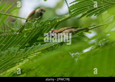 Eurasian Tree Sparrow ist auf dem Baum Stockfoto