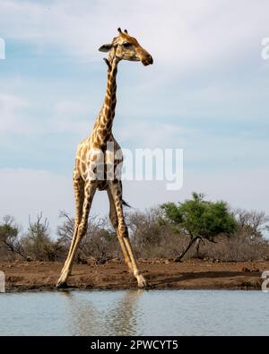 Einsame Giraffe trinkt aus einem Wasserloch in Botswana, Afrika Stockfoto