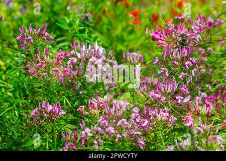 Spinnenblume, lila, blühend, bunt Stockfoto