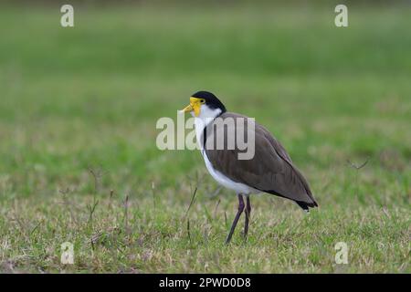 Ein am Boden lebender australischer Erwachsener, maskierter Lapwing-Vogel - Vanellus Miles, Novaehollandiae - im bedeckten Licht, der in kurzem Gras herumläuft Stockfoto