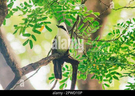 Weißkäppige Lachdrossel ist auf einem Baum in der Natur. Stockfoto