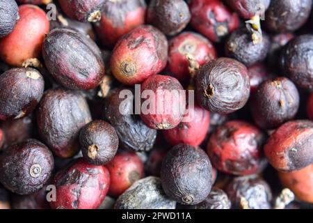 Nahaufnahme von frischen und getrockneten roten Kaffeebohnen Stockfoto