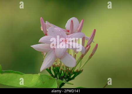 Kopsia fruticosa ist ein Blumenstrauß mit wunderschönen rosa Blüten. Stockfoto