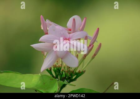 Kopsia fruticosa ist ein Blumenstrauß mit wunderschönen rosa Blüten. Stockfoto