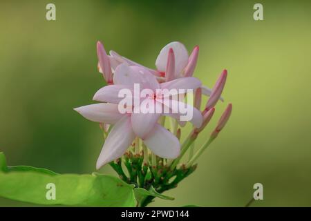 Kopsia fruticosa ist ein Blumenstrauß mit wunderschönen rosa Blüten. Stockfoto