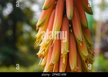 Australische Asphodelaceae; blühende, orange Aloe Vera Blüten Stockfoto