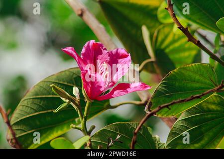 Bauhinia purpurea ist rosa in der Natur und blüht wunderschön. Stockfoto