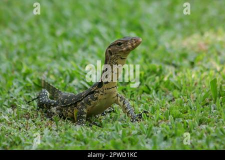 Varanus salvator geht auf dem Rasen Stockfoto