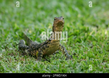 Varanus salvator geht auf dem Rasen Stockfoto