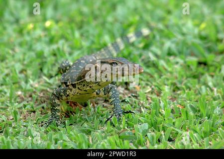 Varanus salvator geht auf dem Rasen Stockfoto