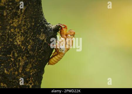 Zikada Haut auf dem BaumThat ist der Zyklus dieses Zyklus, in dem er begann zu brüten, Eier zu legen, im Untergrund auszuweichen. Und kam hoch, um zu moulen Stockfoto