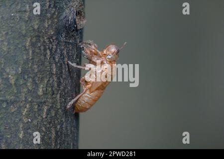 Zikada Haut auf dem BaumThat ist der Zyklus dieses Zyklus, in dem er begann zu brüten, Eier zu legen, im Untergrund auszuweichen. Und kam hoch, um zu moulen Stockfoto