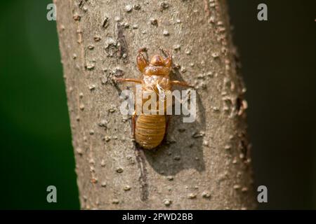 Zikada Haut auf dem BaumThat ist der Zyklus dieses Zyklus, in dem er begann zu brüten, Eier zu legen, im Untergrund auszuweichen. Und kam hoch, um zu moulen Stockfoto