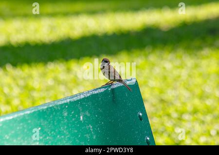 Sparrow auf dem Stuhl im Park Stockfoto