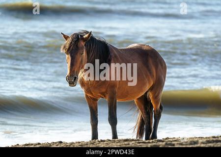 Am Strand von Corolla steht ein wilder Mustang, das Sonnenlicht am frühen Morgen seine Mähne hervorhebt. Stockfoto