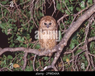 Die Fischeule von PEL (Scotopelia peli) ist eine große Eulenart, die in Afrika vorkommt. Sie lebt in der Nähe von Flüssen und Seen und ernährt sich nachts von Fischen und Fröschen Stockfoto