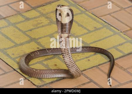 Cobra liegt auf dem Boden, eine mittelgroße Schlange. Es gibt ein ernstes Gift. Stockfoto