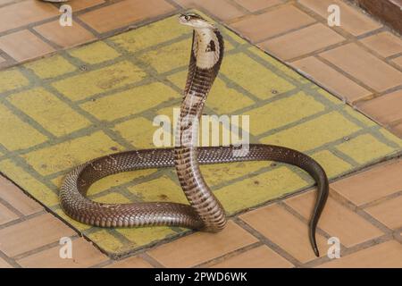 Cobra liegt auf dem Boden, eine mittelgroße Schlange. Es gibt ein ernstes Gift. Stockfoto