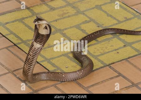 Cobra liegt auf dem Boden, eine mittelgroße Schlange. Es gibt ein ernstes Gift. Stockfoto