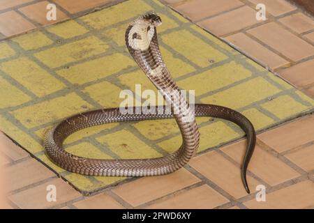 Cobra liegt auf dem Boden, eine mittelgroße Schlange. Es gibt ein ernstes Gift. Stockfoto