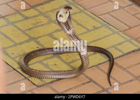 Cobra liegt auf dem Boden, eine mittelgroße Schlange. Es gibt ein ernstes Gift. Stockfoto