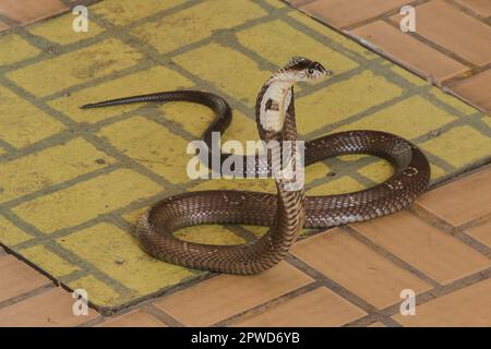 Cobra liegt auf dem Boden, eine mittelgroße Schlange. Es gibt ein ernstes Gift. Stockfoto