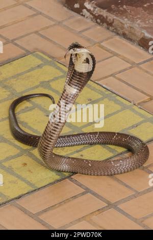 Cobra liegt auf dem Boden, eine mittelgroße Schlange. Es gibt ein ernstes Gift. Stockfoto