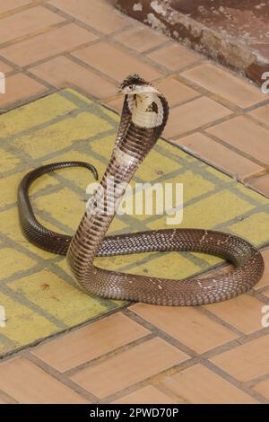 Cobra liegt auf dem Boden, eine mittelgroße Schlange. Es gibt ein ernstes Gift. Stockfoto