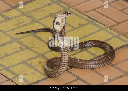 Cobra liegt auf dem Boden, eine mittelgroße Schlange. Es gibt ein ernstes Gift. Stockfoto